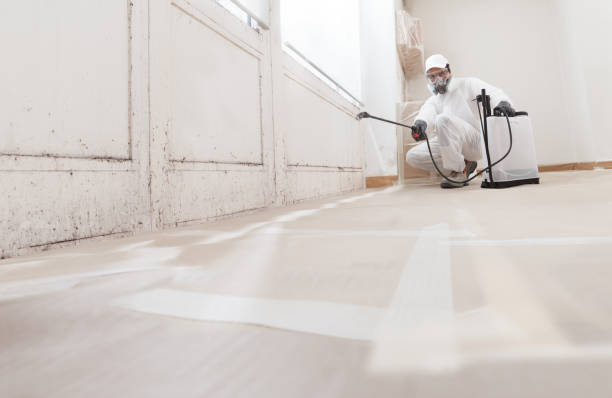 Black mold remediation team in Spring City